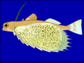 Digital side-view illustration with expanded pectoral fin.