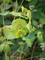 Euphorbia amygdaloides close-up