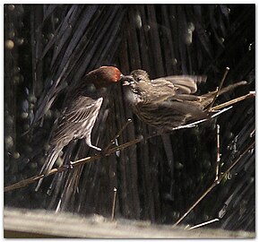 Male house finch feeds a fledgling, who cheeps loudly and flaps its wings.