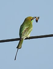 A predator, the green bee-eater