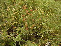 Sarcopoterium spinosum (Rosaceae)