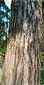 Riesenmammutbaum (Sequoiadendron giganteum) .........