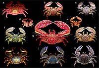 Carcinisation, which could also be dubbed "crabification," is Nature's tendency to convergently evolve crustaceans into crab-like forms. Image is of Porcelain crabs.