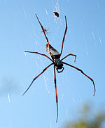 A spider of the genus Nephila