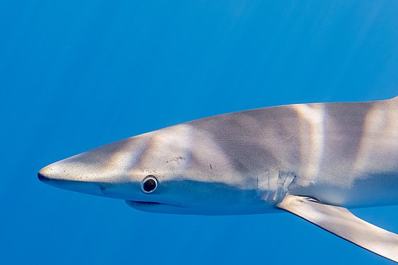 Blue shark (Prionace glauca), Faial-Pico Channel, Azores Islands, Portugal.