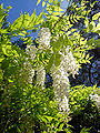 Wisteria sinensis (Chinese Wisteria), a woody, deciduous, perennial climbing vine in the genus Wisteria, in the gardens