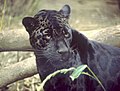 Schwarzer Jaguar, gefleckte Fellzeichnung erkennbar
