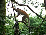 central american squirrel monkey in Manuel Antonio National Park.