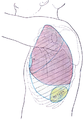 Side of thorax, showing surface markings for bones, lungs (purple), pleura (blue), and spleen (green)