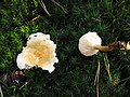 Weißblättriger Afterleistling (Hygrophoropsis aurantiaca f. albida)