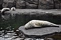Spotty seals