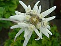 Image 14Edelweiss, a plant associated with mountain sports (from Mountaineering)