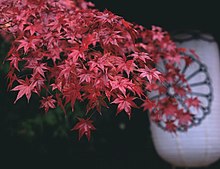 Leaves at Shimogamo-jinja