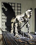 Section of Natural History Megatherium skeleton