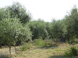 Photo of an olive grove