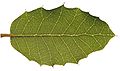Blatt einer Steineiche (Quercus ilex subsp. rotundifolia).