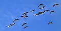 A small flock flies over Ystad.