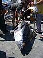 Tuna being weighed on Greek quay-side