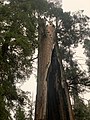 Giant Sequoia burned in fire of 1908 holding its ground