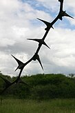 The sharp thorns of the Mokala resemble barbed wire (growing near Potgietersrust in Limpopo, South Africa)