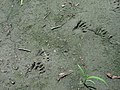 Raccoon tracks.