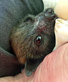 Young female grey-headed flying fox in care of WIRES