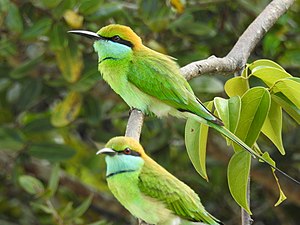 Asian green bee-eater