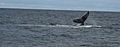 A whale off the shore of Cape Cod, Massachusetts