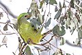 Adult female superb parrot in Canberra