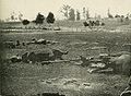 Dead Confederate artillery horses[17]