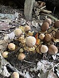 Balanophora mushrooms