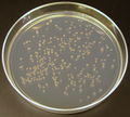 K12 E coli colonies on a plate of agar.