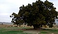 Juniperus excelsa polycarpos or Persian juniper
