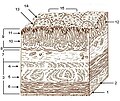 Layers of stomach wall