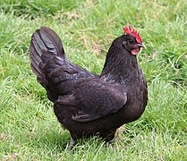 Janzé Black Chicken