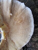 bottom side polypore with pores/tubes clearly visible