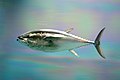 Nordpazifischer Blauflossen-Thunfisch (Thunnus orientalis)