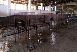 Battery cages for sun bears reared for their bile