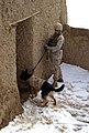 U.S. Army working dog, a German Shepherd, wearing body armor clears a building in Afghanistan.