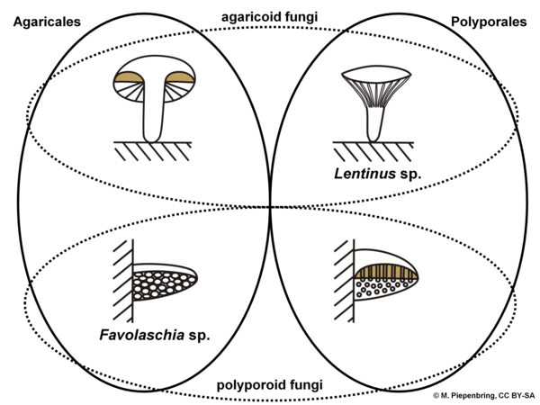 Concepts of Agaricales and Polyporales, Basidiomycota (diagram by M. Piepenbring)