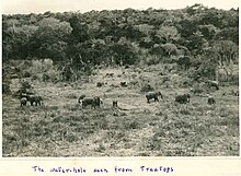 The view of the waterholes from Treetops, 1935