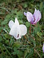 Cyclamen hederifolium & 'Album'
