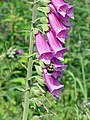 The foxglove, Digitalis purpurea, contains digoxin, a cardiac glycoside. The plant was used to treat heart conditions long before the glycoside was identified.[11][12]