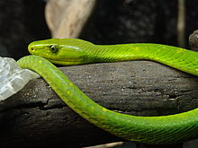 A bright green snake on a log