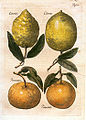 Zitrusfrüchte. Aus: Diaeteticon, 1682