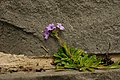 Erinus alpinus, the fairy foxglove, growing out of a crack in the mortar of a stone wall
