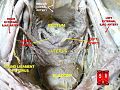Female pelvic cavity