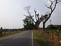 Grand Trunk Road towards Burdwan from Hooghly.