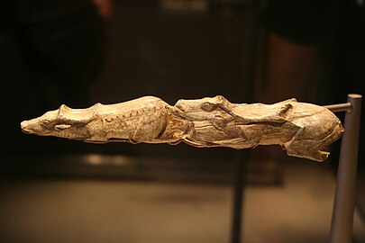 13,000 year old Swimming Reindeer sculpture from L'Abri Bruniquel, France