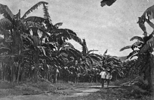 A banana plantation